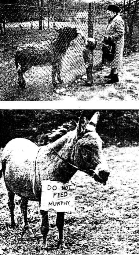 Murphy The Ruislip Donkey