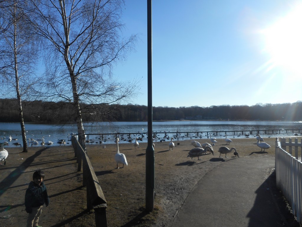 Geese At Ruislip Lido