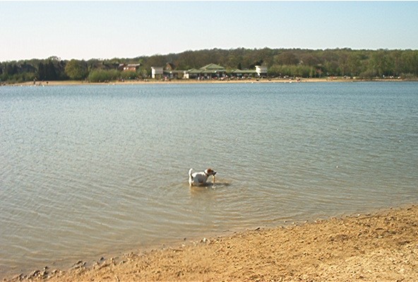 Dog In Ruislip Lido