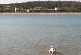 Dog In Ruislip Lido 2